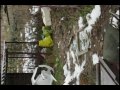 Polish potato gun 2 Polish potato gun 2