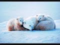 photos d'ours polaire; toute la beaut� de cet animal en image et en musique!!