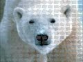 photos d'ours polaire; toute la beaut� de cet animal en image et en musique!!