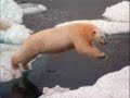 photos d'ours polaire; toute la beaut� de cet animal en image et en musique!!