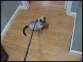 Quicksand on a Leash