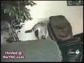 Le cat