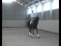 Sterntorp & Jönsson Dressage DUETT Saluhäst Dressyr