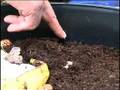 Worm Farms for Dummies default Worm Farms for Dummies