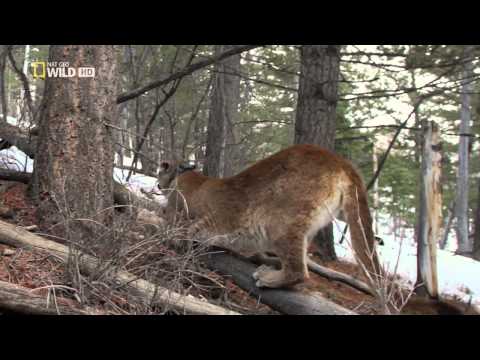 puma