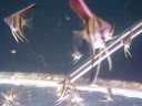 Pterophyllum scalare \"Belém\" WF - feeding Pterophyllum scalare \"Belém\" WF - feeding
