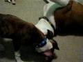 videos de Boxer Play Time (BPT) 2