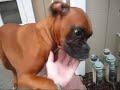 boxer dog wiggle