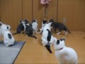 [ネコ]14匹の猫達による大運動会状態のお家。のサムネイル2
