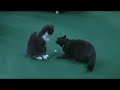 eye of the tiger   ultimate cat fighting
