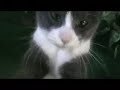 Eye of the Tiger - Ultimate Cat Fighting Eye of the Tiger - Ultimate Cat Fighting
