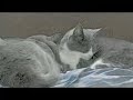 eye of the tiger   ultimate cat fighting