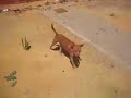 Mi perrita Layka II
