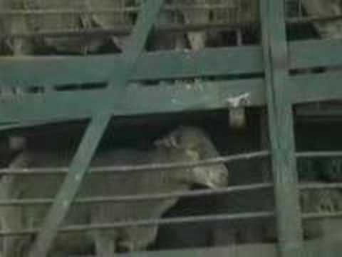 Pink Speaks Up For Sheep