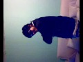 Asi se baila reggaeton