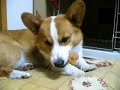 Goro@Welsh corgi 20060928 biscuit 01 Goro@Welsh corgi 20060928 biscuit 01