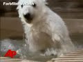 New Film Features Germany's Favorite Polar Bear