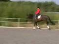 videos de 10 yrs 16 hh Bay Warmblood Manchester