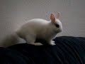 Baby Bunny Midge & Max the Cat