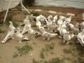 güvercin sebab türkiye dereceli kuşlar miski