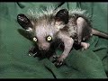 The Timid Little Lemur