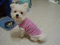 Maltese MiRu(Photos of 2006), ???? ??