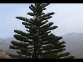 Invisible Gardener Gone Wild TV Series