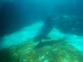videos de Dolphin Window