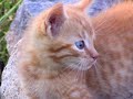 Talking Cat Vlog: The Quest