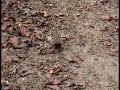 vob file ~ Panasonic VDR-D50 DVD sample 42x zoom ~ Varied Thrush