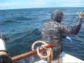 videos de freedive spearfishing striped bass
