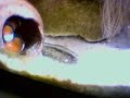 clownfish spawn#3