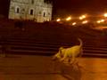 Bull terrier打打打