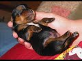 puppy love