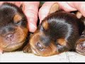 Puppy Love