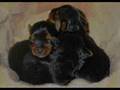 Puppy Love