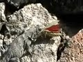 Iguana Eating Giant Grasshopper - Crunch Crunch Crunch
