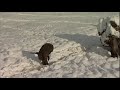 Baboons, snow and baked potatos