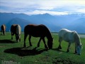 Animales