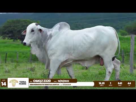1� De Olho na Fazenda - Terra Nobre