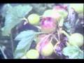 Ribena Blackcurrants