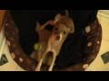 PANTERA!: Heavy Metal Puppy (Episode #1 - The Intro)