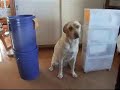 AXEL learns head shake and says No at the end. This video is response to Kikopup. We had so much fun learning this. Thank you very much, Emily.