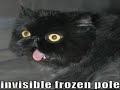 Lolcatz Part 1