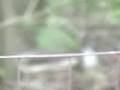 DEER gets stuck fat boy trys to help