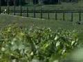 videos de Domaine Ventajol sur Vins de Vignerons