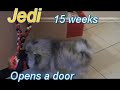 Jedi - 15 weeks - Opens a door