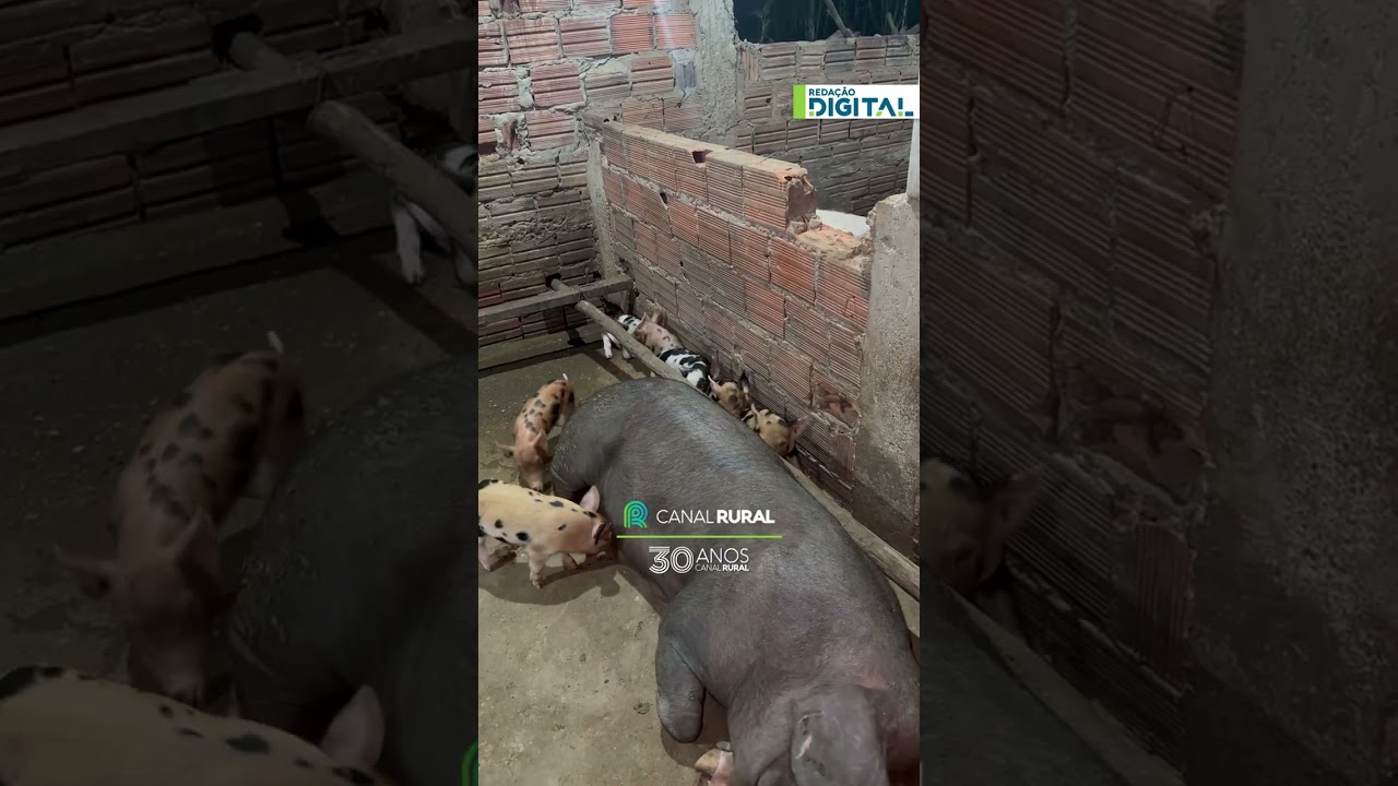 Ideia simples no chiqueiro garante segurança dos leitões