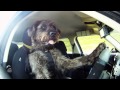 狗狗Monty開車　迴轉猛打方向盤超cute！