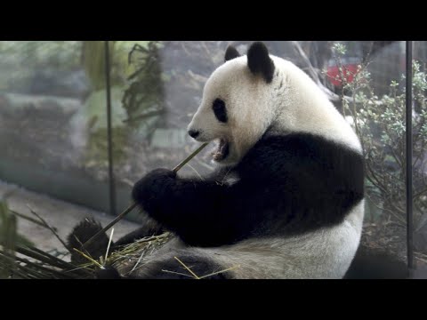 Berlin: Zoo erwartet erste Geburt eines Pandababys in D ...